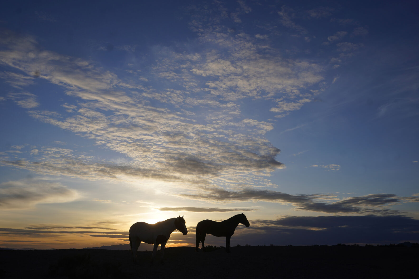 APTOPIX Wild Horses Utah